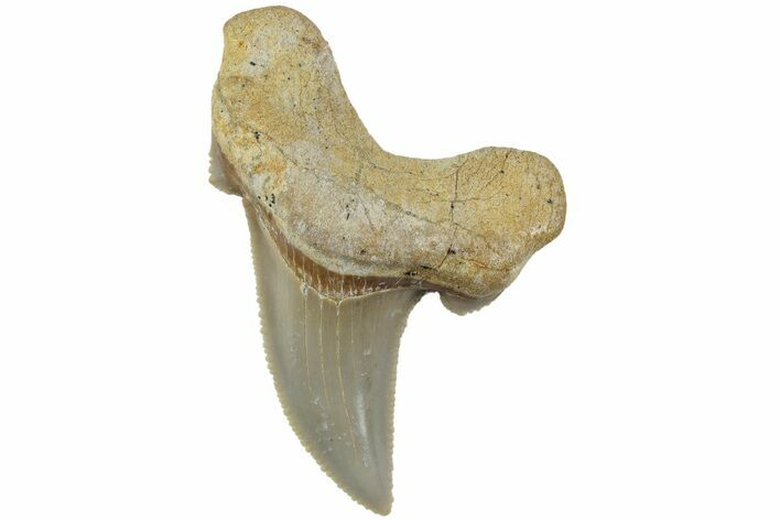 Serrated Sokolovi (Auriculatus) Shark Tooth - Dakhla, Morocco #225227